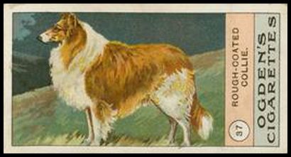 37 Rough Coated Collie